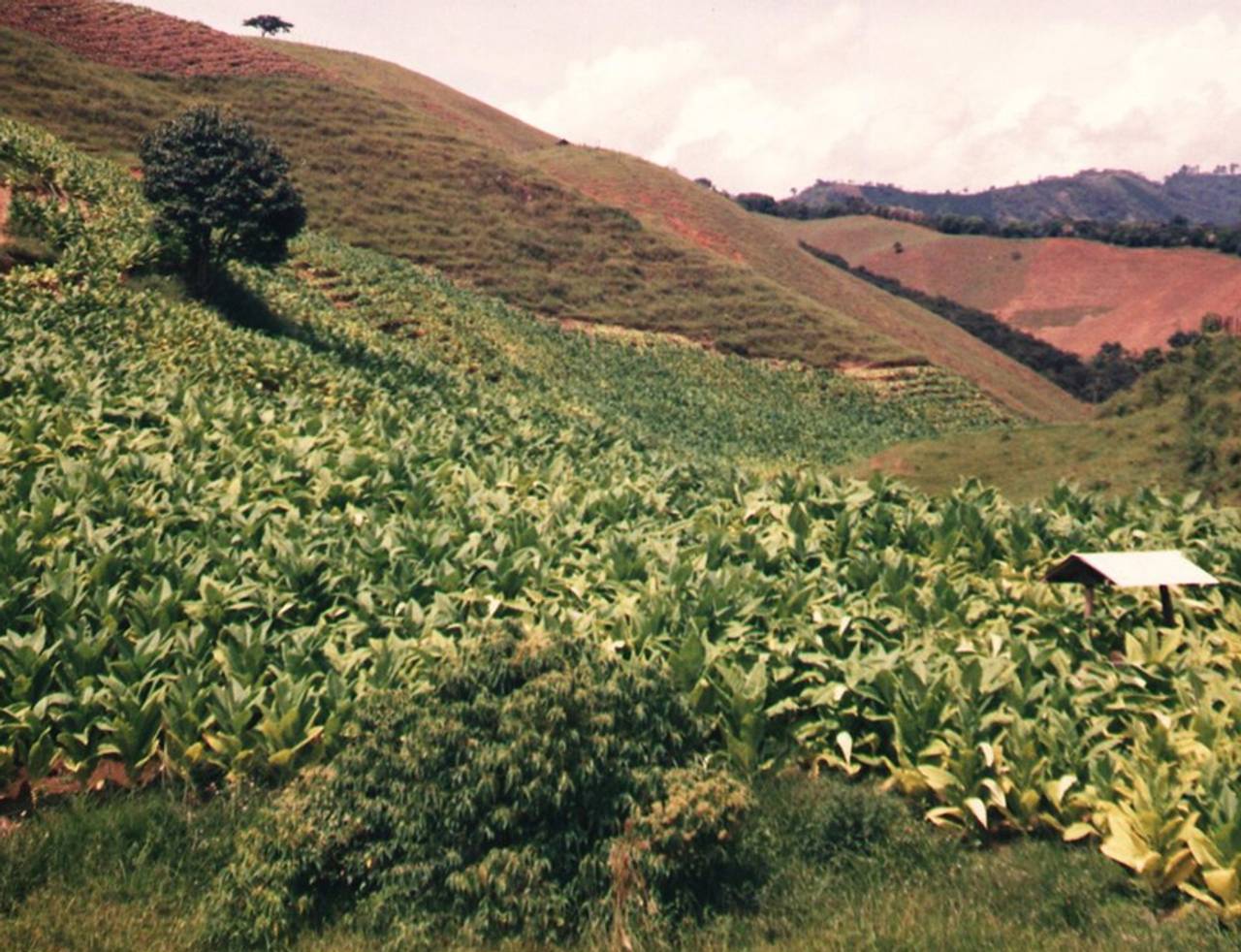 plantação de tabaco nos andes da Bolívia