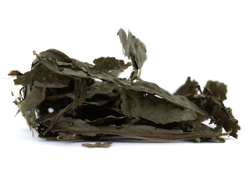 O que é Salvia Divinorum?