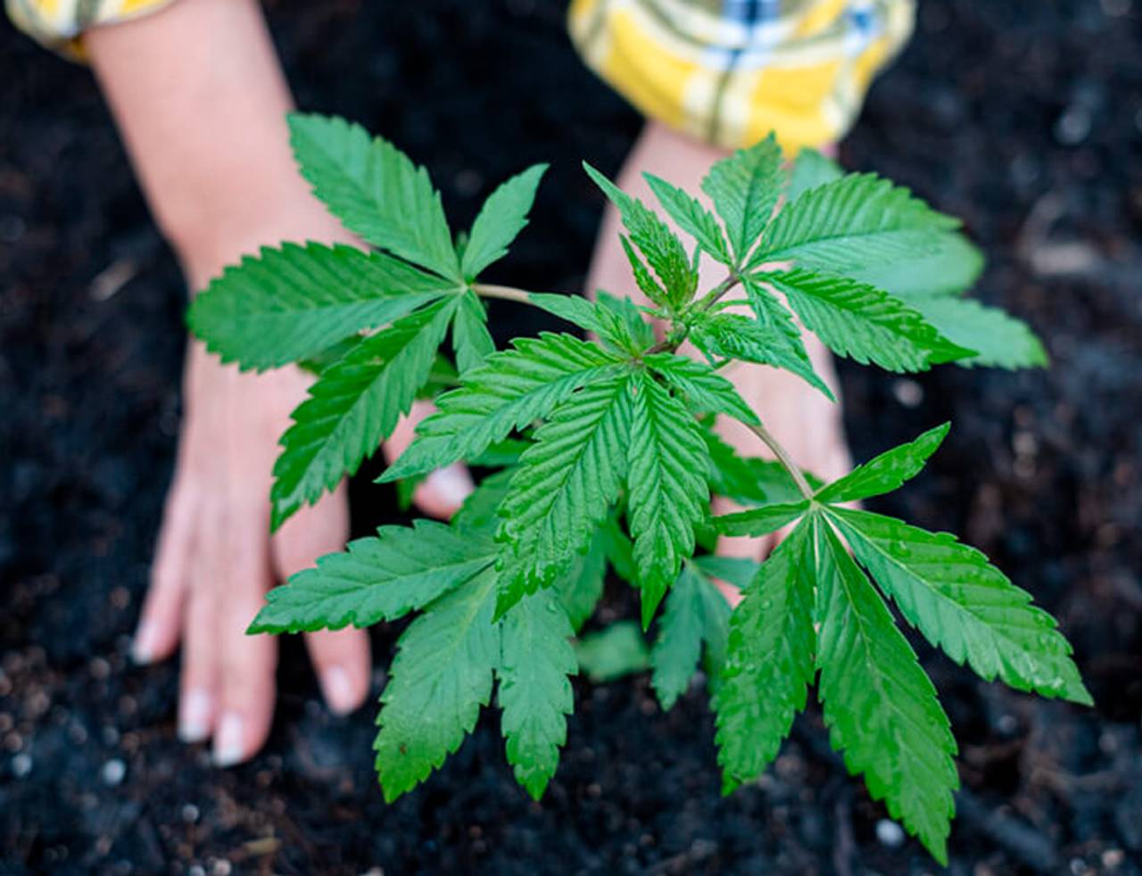 pé de cannabis indica