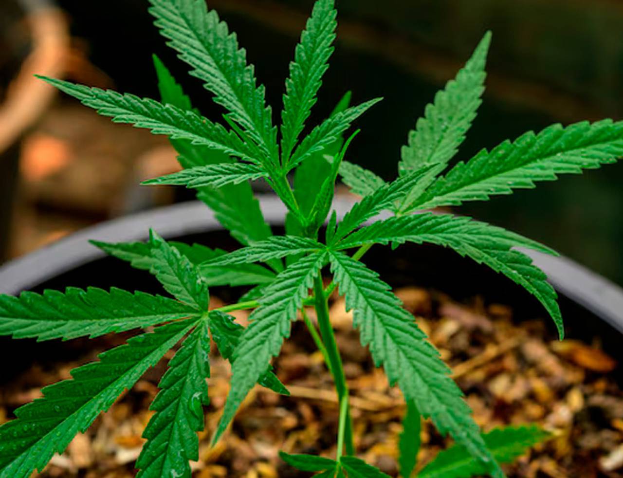 pé de cannabis sativa