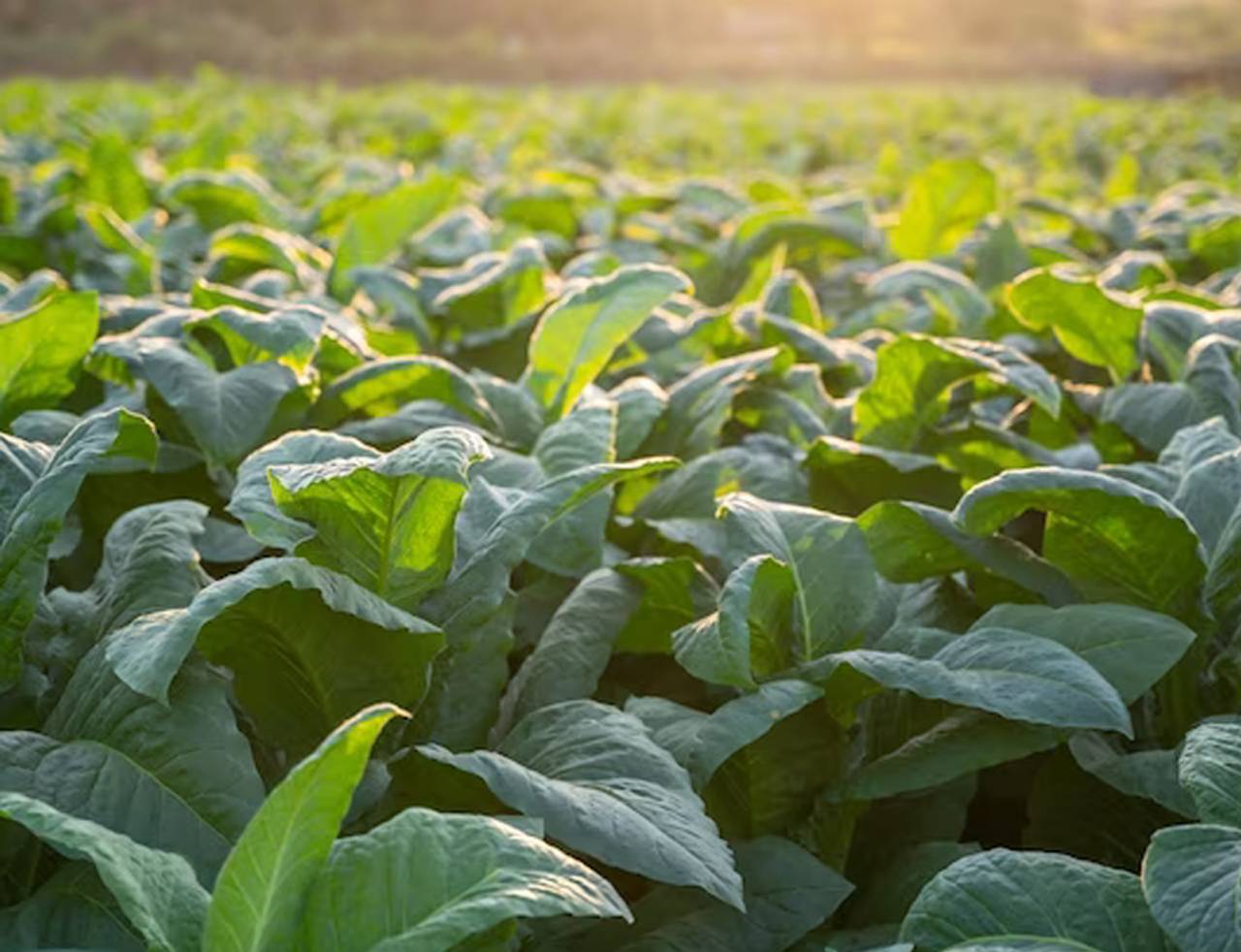 plantação de tabaco natural