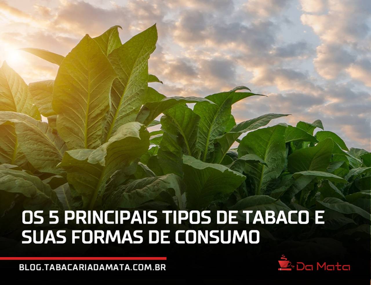 ||folhas de tabaco secando ao sol em uma armação de madeira|foto em close de um punhado de tabaco triturado sobre uma mesa branca