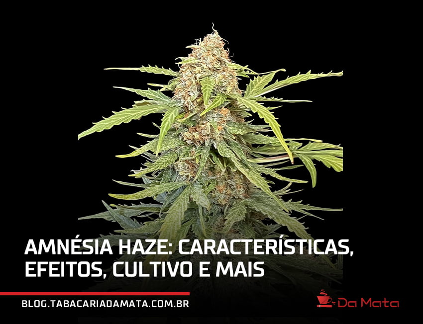 amnesia haze|Amnésia Haze|strain Amnesia Haze