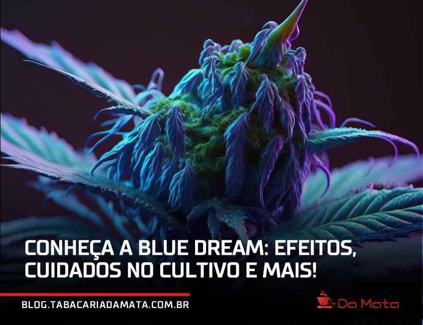 blue dream iluminada com uma luz azul|strain Blue Dream|Blue Dream plantada em um vaso no jardim