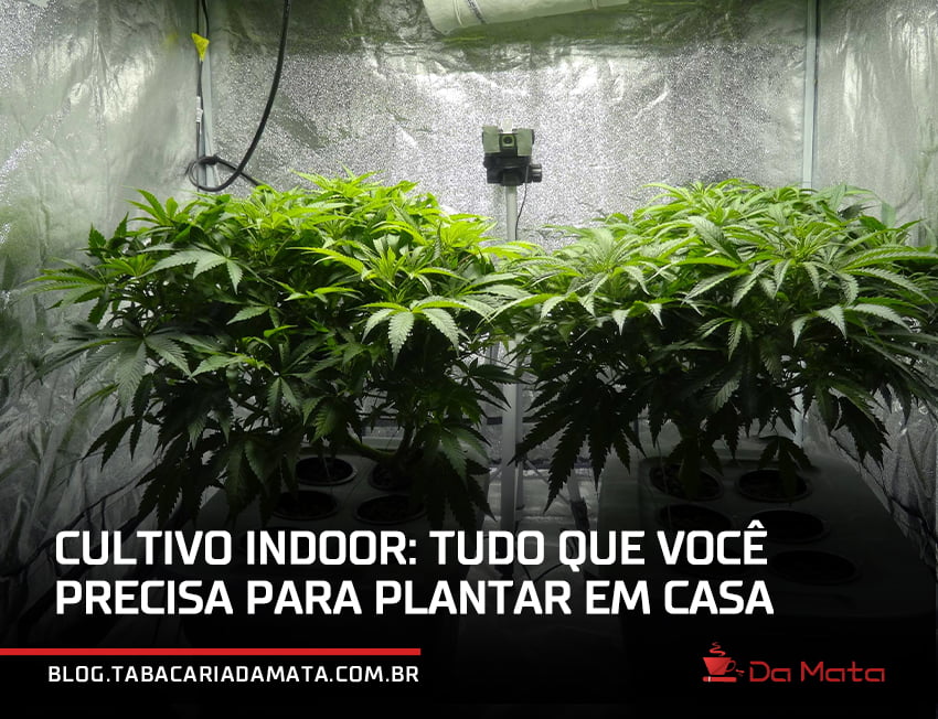 estufa de cultivo indoor|pé de maconha iluminado com uma flecha de raio solar|estufa de cultivo indoor em uma lavanderia
