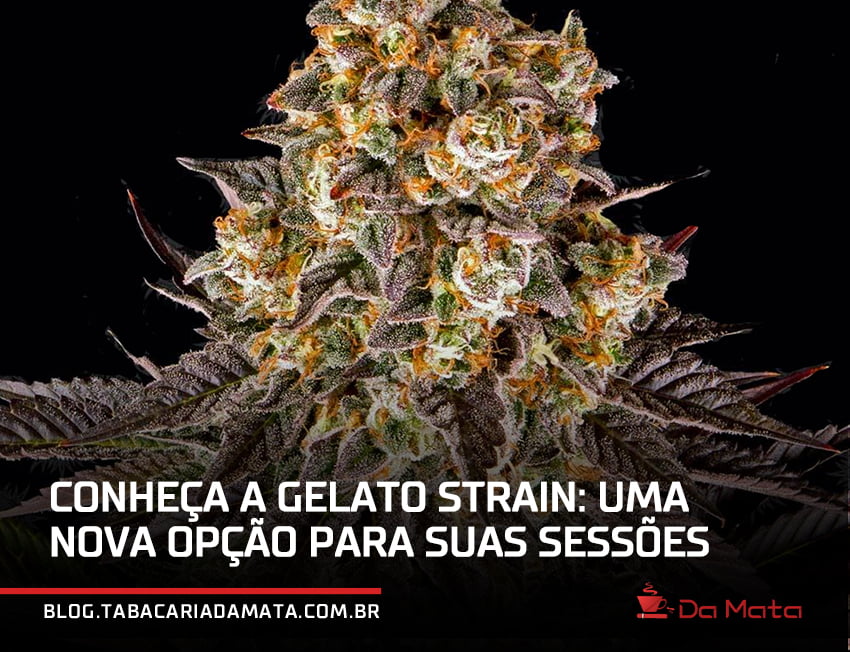 gelato strain|pessoa de jaleco segurando uma folha de maconha e um óleo cbd|homem fumando um beck com a gelato strain
