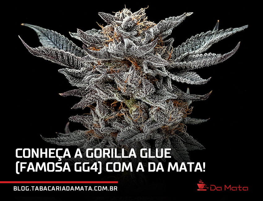 Gorilla Glue|mão seguerando um pouco de Gorilla Glue|plantação indor de Gorilla Glue