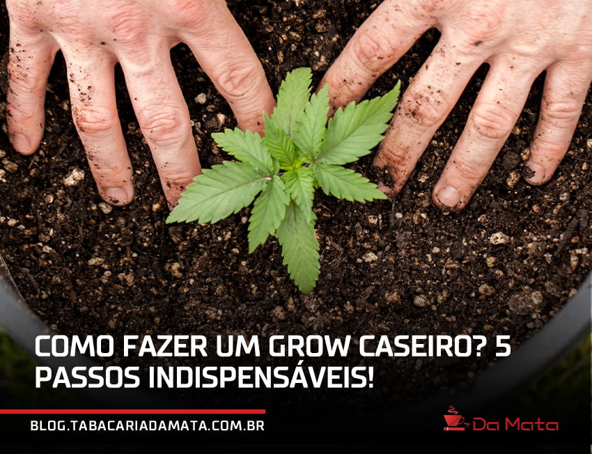 mão mexendo na terra de uma muda de maconha para fazer um grow caseiro|vasos próprios para cultivo indoor|mão segurando um pouco de terra com adubo e fertilizantes para cultivo indoor