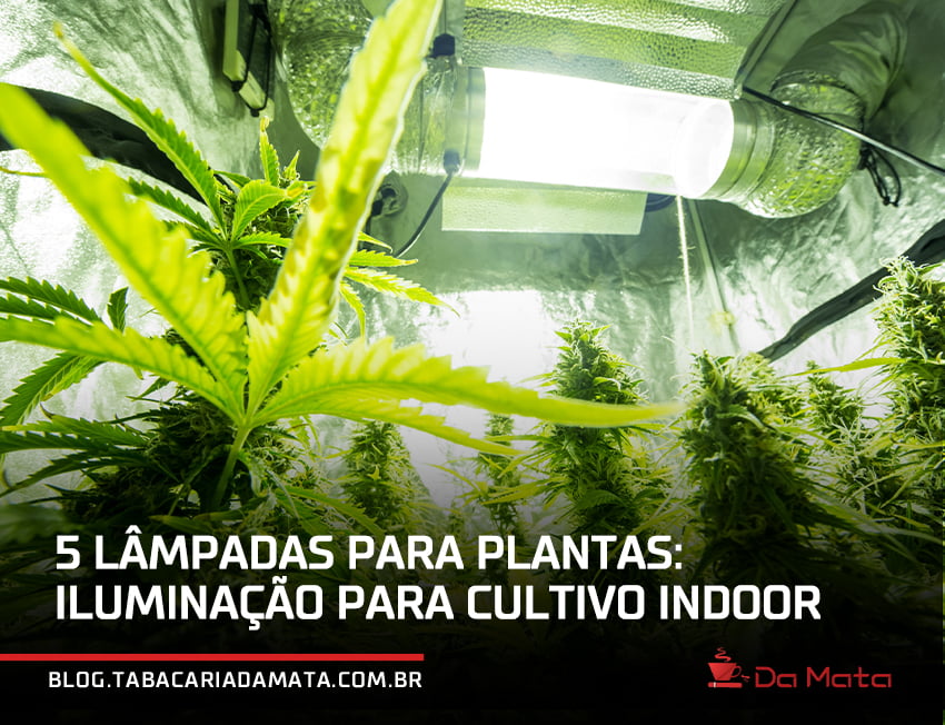 estufa de cultivo indoor iluminada com uma luz específica para grow|Refletor BioLedz Full 50W|Led Pro Master Barra 240W|Led Pro QB 65W||Barra de Luz LED de Espectro Completo 240W