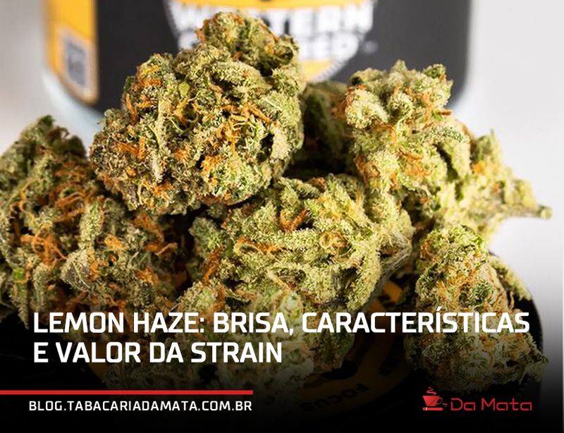 buds de lemon haze|buds de lemon haze|Ilustração com ícones que demonstram os efeitos