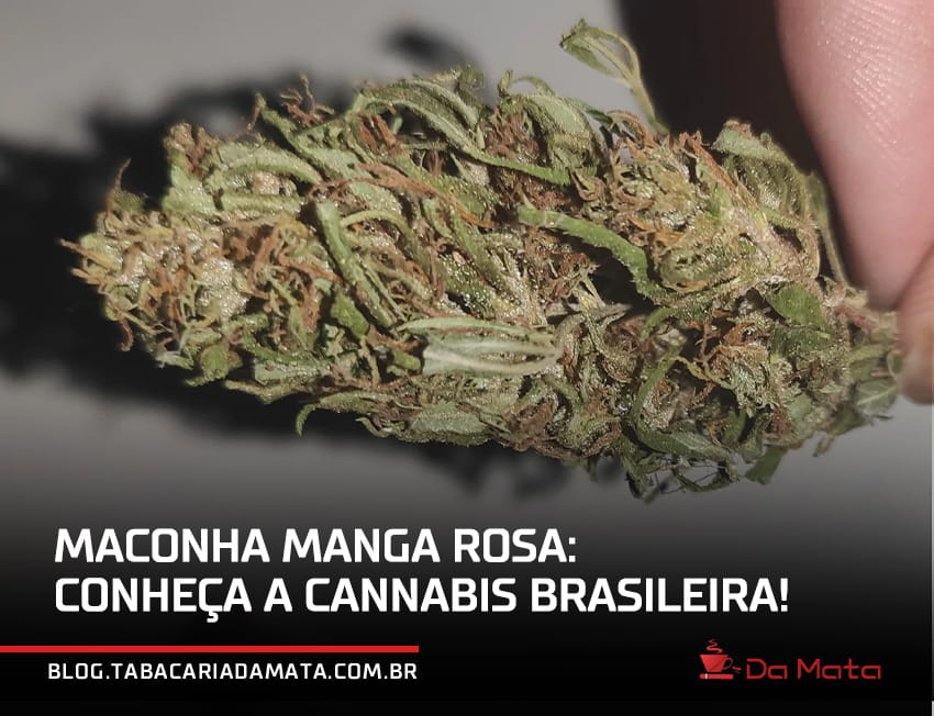 maconha manga rosa: tudo sobre a strain!|sementes secas da maconha manga rosa|flor da maconha manga rosa com um efeito colorido e alucigenoso