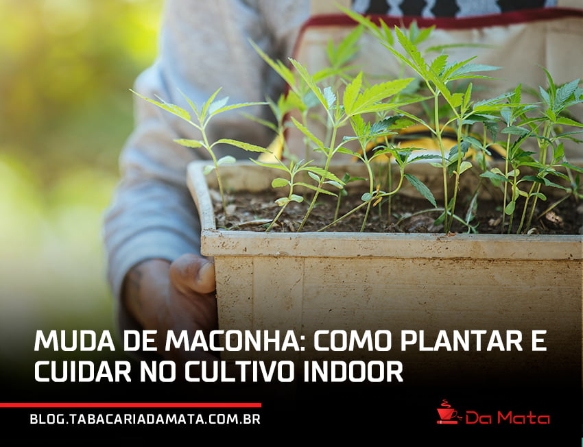 jardineiro segurando um vaso com mudas de maconha|ferramentas de jardinagem para cuidar da muda de maconho: luvas