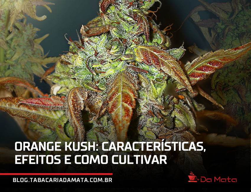 capa do blog com a escrita 