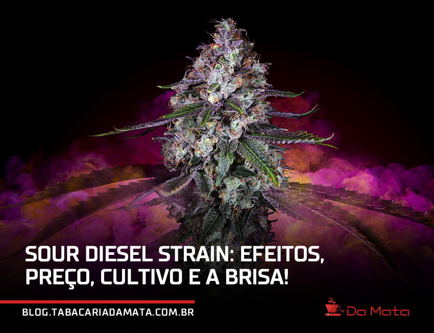 Sour diesel strain: efeitos