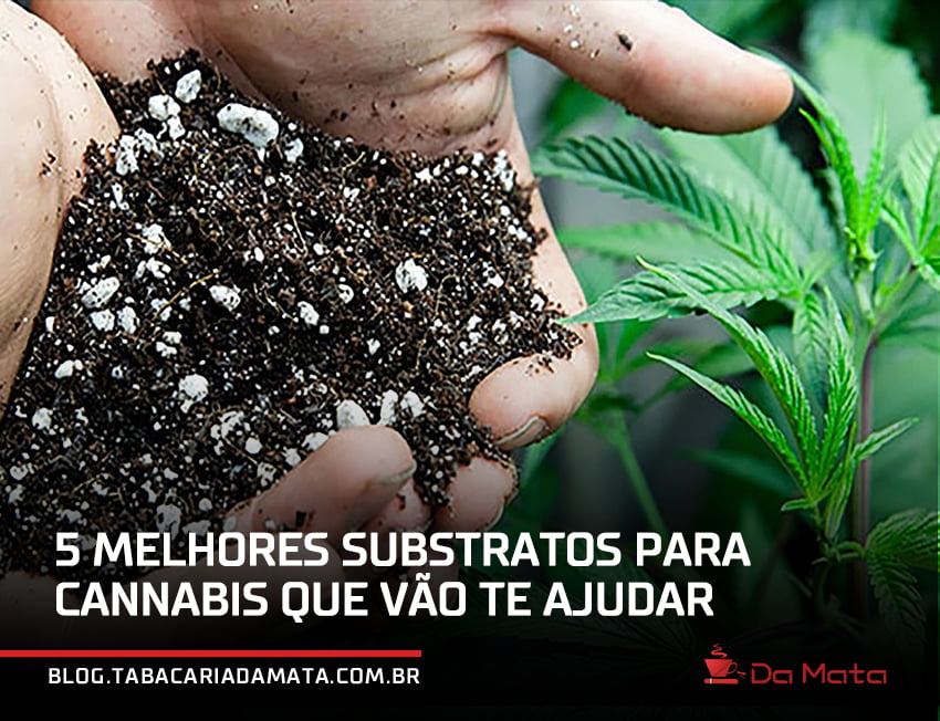 mão segurando um punhado de substrato ao lado de uma muda de maconha|Substrato Inerte: Turfa de Sphagnum|dois tipos de substratos misturados em um recipiente