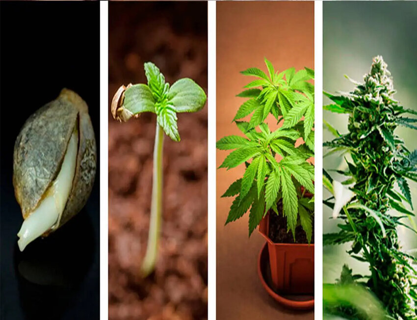 Fases do crescimento da planta de cannabis.