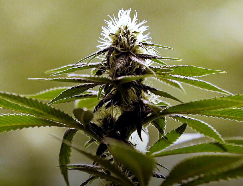 Flor de cannabis com folhas verdejantes