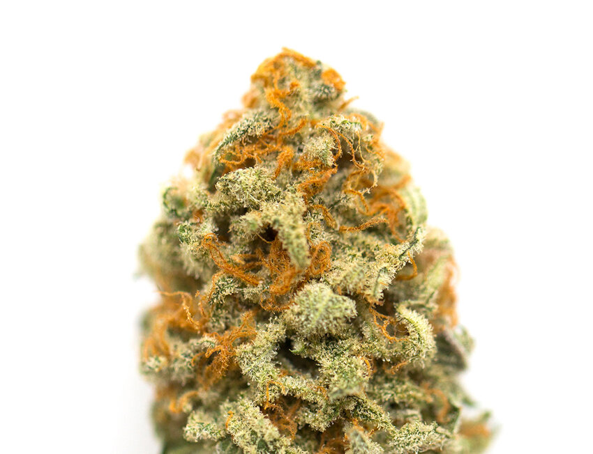 Flores de cannabis com tricomas e hairs alaranjados