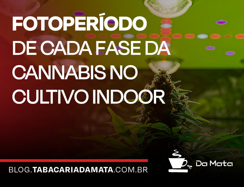 Fotoperíodo das fases da cannabis no cultivo indoor||Etapas de cultivo: Germinação