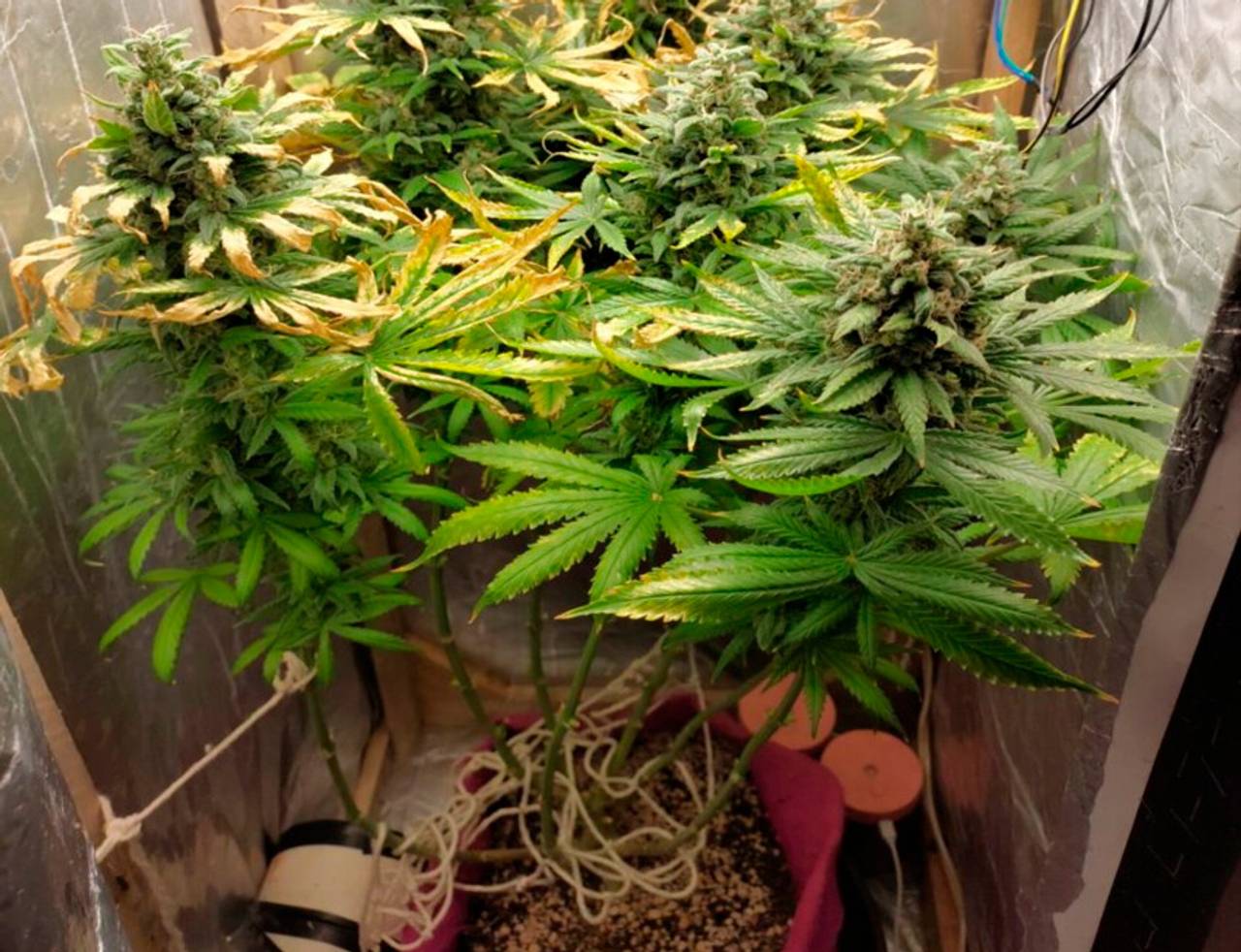 Tangie strain