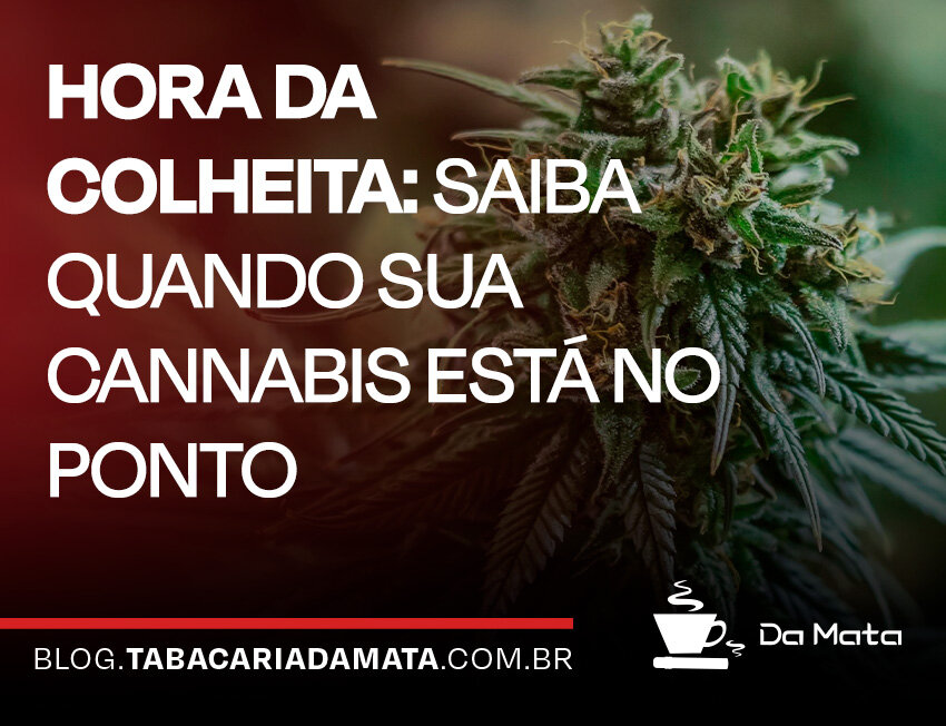 Cannabis pronta para colheita