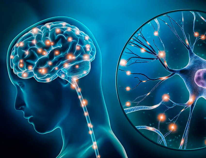 Ilustração do cérebro humano e neurônios em destaque.