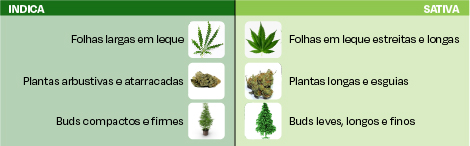 Características da cannabis sativa comparada com a indica