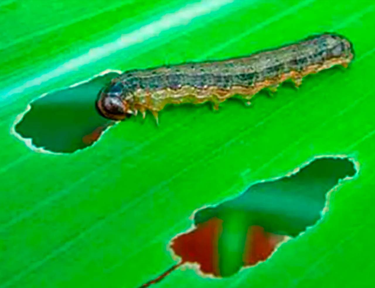 largarta