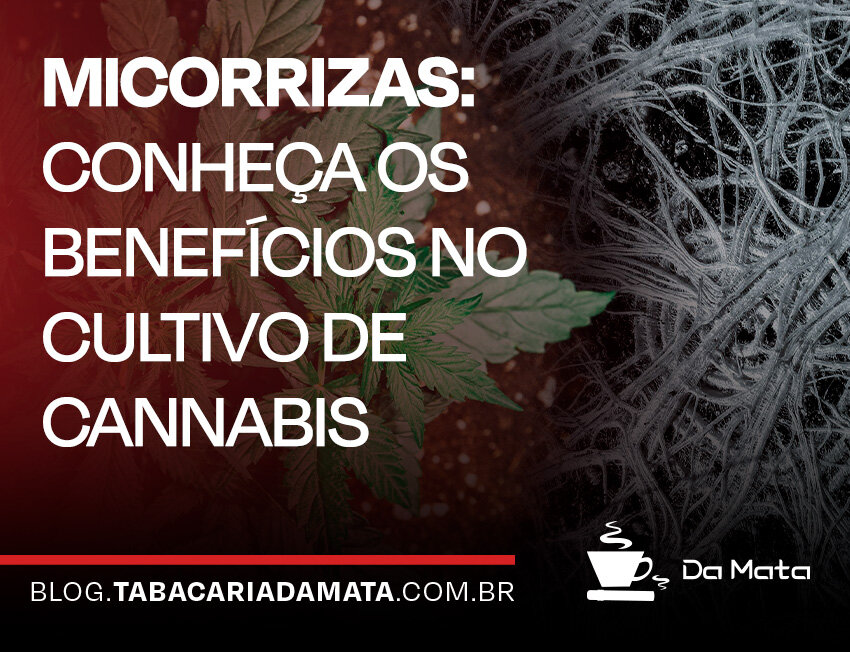 |Raízes de planta em close-up sobre fundo claro.|Sistema radicular saudável de plantas em solo fértil