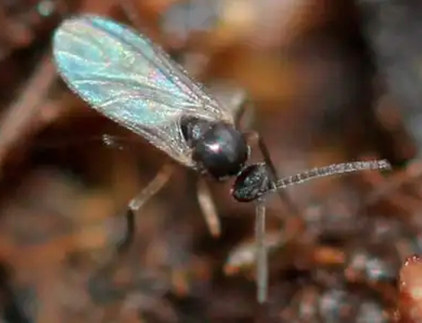 Mosca do solo