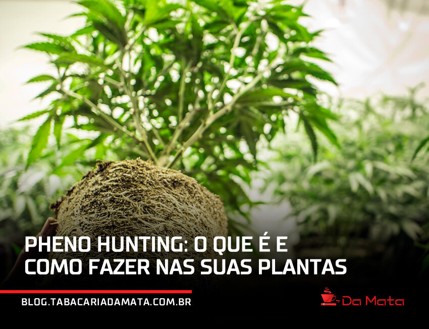 Pheno hunting em cultivo de plantas de cannabis|Mudas de plantas em ambiente controlado com etiquetas|Sementes de planta caindo de um frasco sobre a mão.