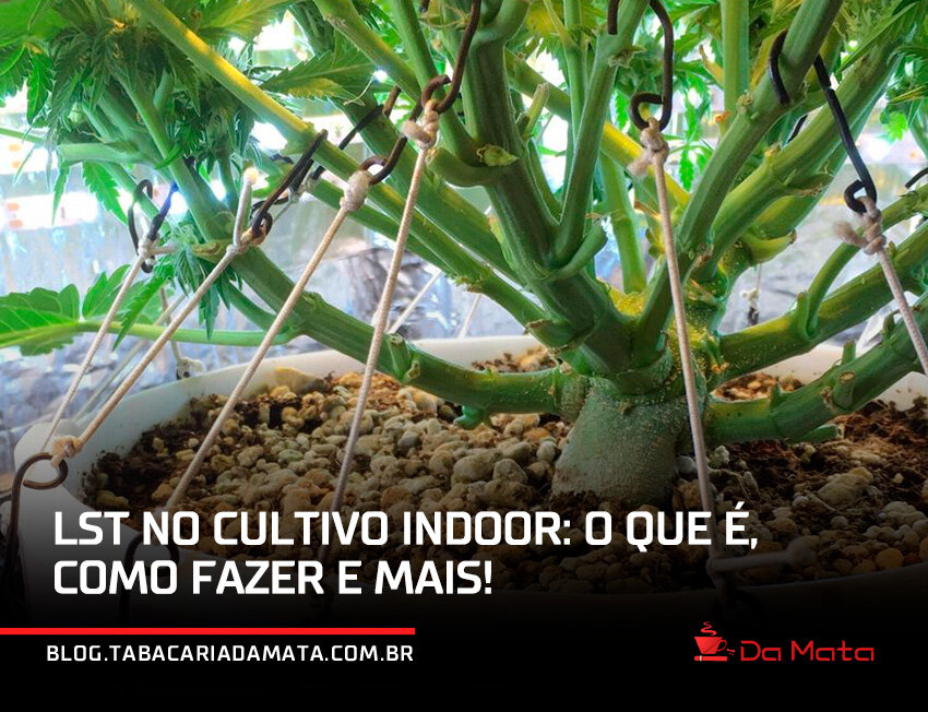|Mão segurando um broto de cannabis verde|Clip vermelho para suporte de plantas em jardim