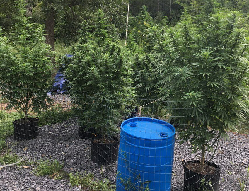 Plantas de maconha em vaso com cerca ao fundo.