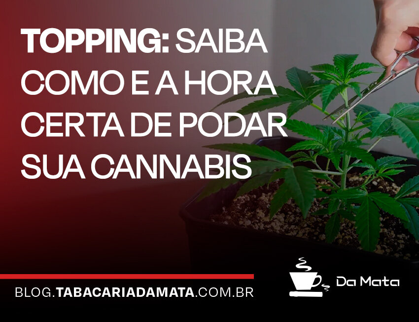 Dicas sobre poda de cannabis no cultivo|Folha de planta com doenças visíveis e danos|Close-up de planta de cannabis com folhas verdes.