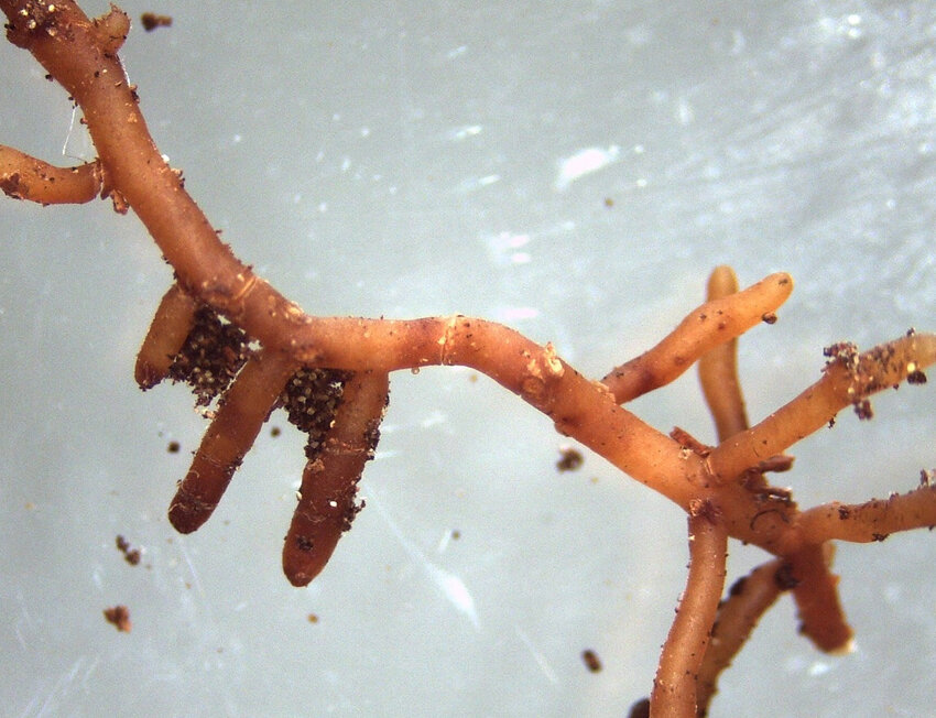 Raízes de planta em close-up sobre fundo claro.