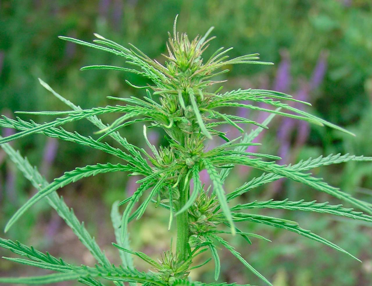 Cannabis ruderalis