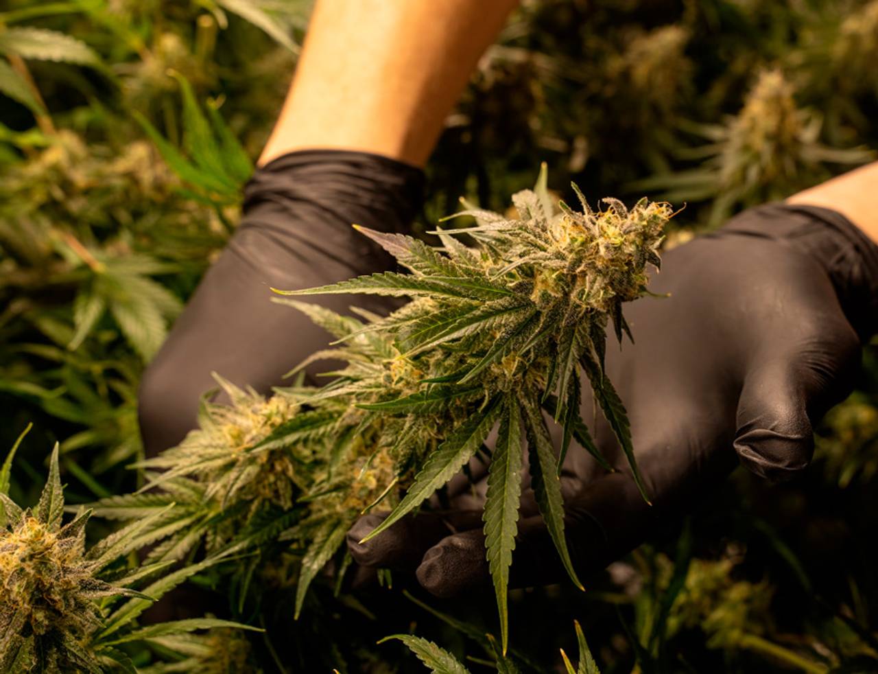 colheita da cannabis indica