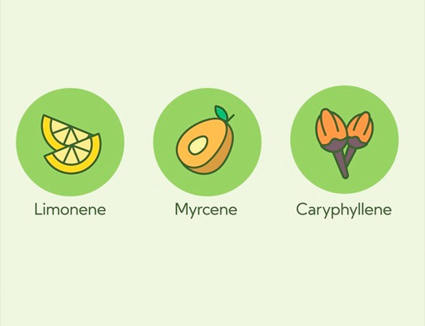 Terpenos presentes na strawberry banana