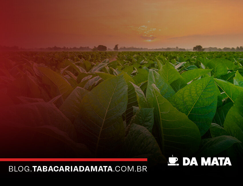 Campo de tabaco com céu ao pôr do sol