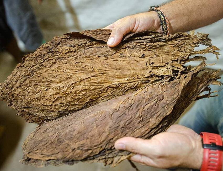 Folhas de tabaco sendo seguradas por mãos humanas