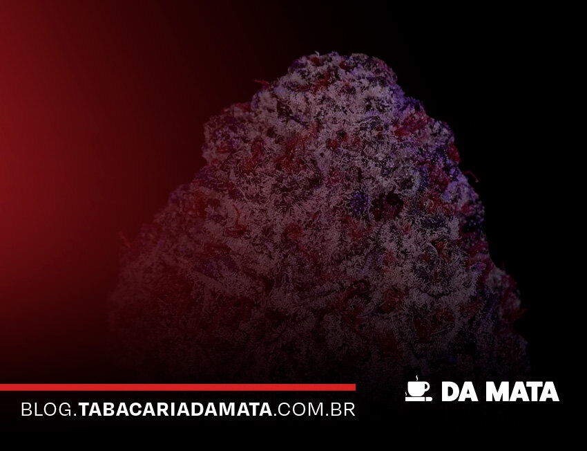 Close-up de flor de cannabis em fundo escuro.