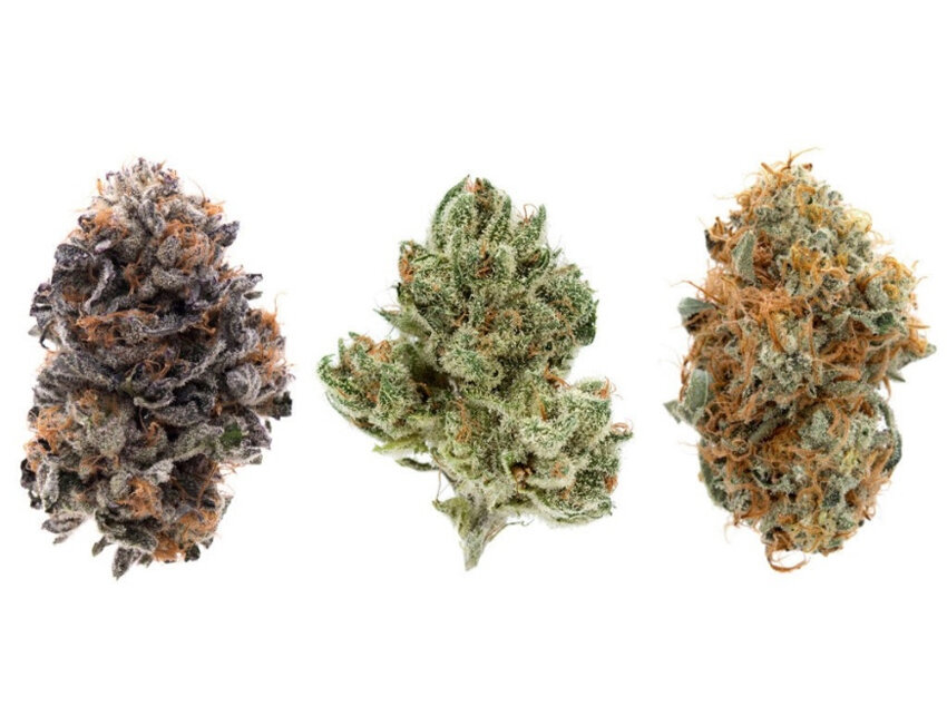 Três flores de cannabis em diferentes variedades.