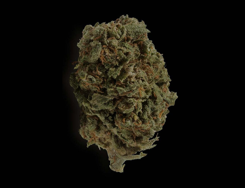 Flor de cannabis em fundo preto