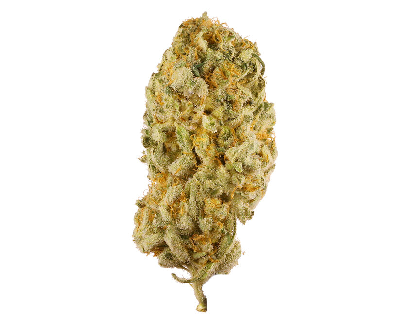 Cacho de flor de cannabis com tonalidades verdes e laranjas