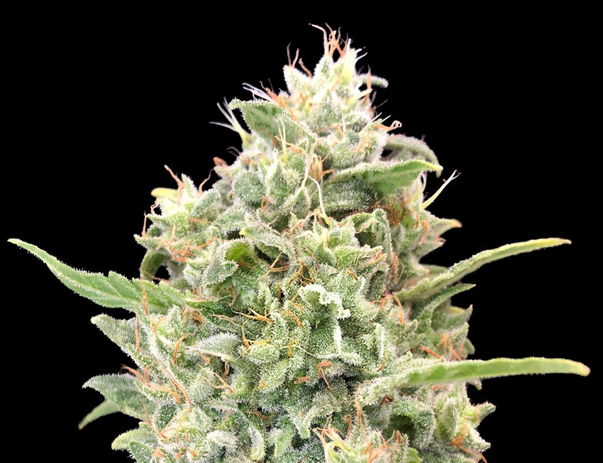 Flores de cannabis verde com trichomas brilhantes