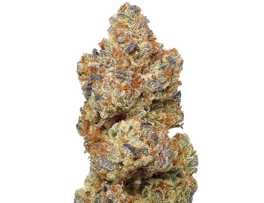 Flores de cannabis com trichomas e cores vibrantes