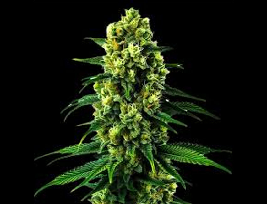 planta-cannabis-flores-verdes Planta de cannabis com flores e folhas verdes
