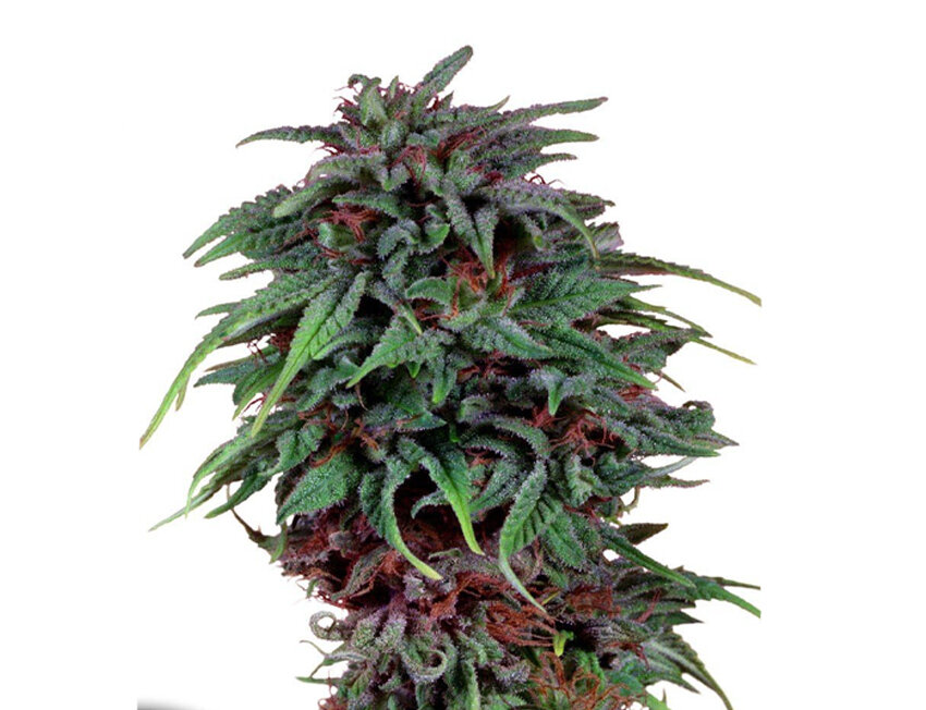 Durban Poison vs Colombian Gold: Qual a melhor sativa?