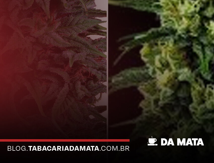 Plantas de cannabis em close-up