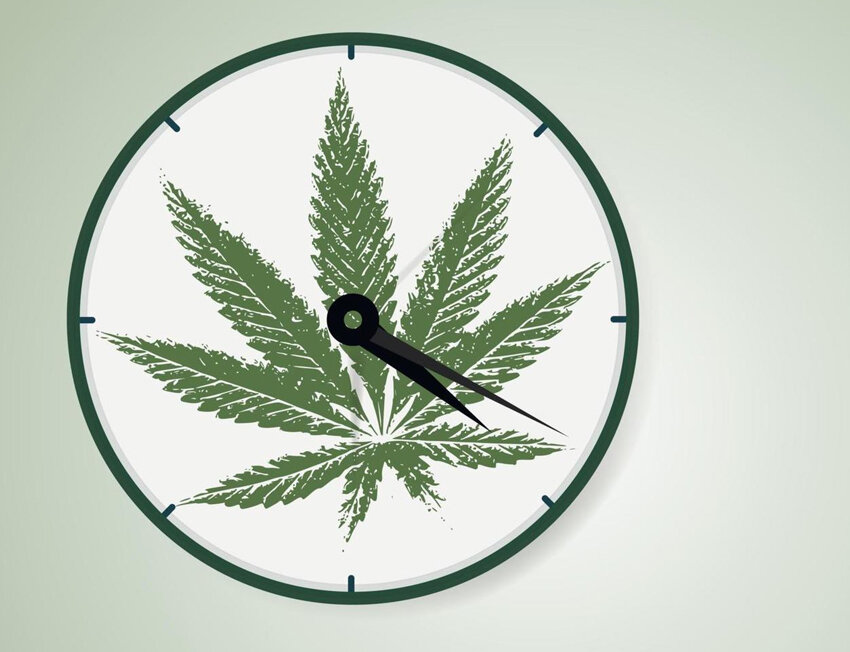 Duração do efeito da cannabis: quanto tempo demora para passar?